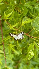 IMG_2235.jpeg