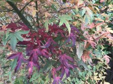 IMG_3837.jpeg