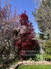 Twombley's-Red-Sentinel.jpg