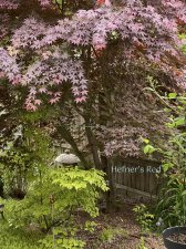 Hefner's-Red.jpg