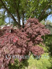 Crimson-Carole.jpg