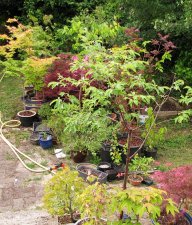 jardin_250527a.jpg