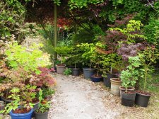 jardin_250527b.jpg