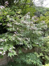 IMG_1776.jpeg