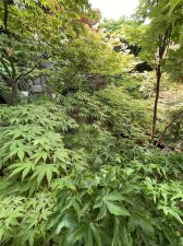 IMG_1783.jpeg
