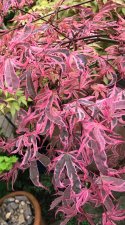 IMG_1795.jpeg