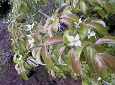 IMG_1811.jpeg
