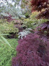 IMG_1809.jpeg