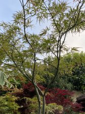 IMG_1798.jpeg