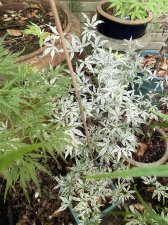 IMG_1789.jpeg