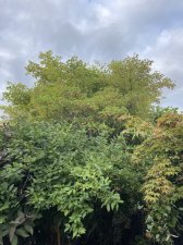 IMG_1847.jpeg
