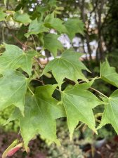 IMG_1850.jpeg