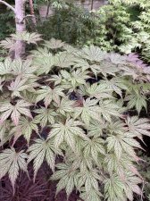 IMG_1807.jpeg