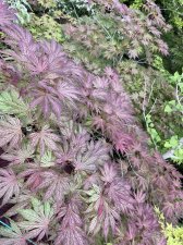IMG_1808.jpeg