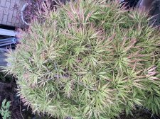 IMG_1805.jpeg