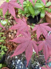 IMG_1963.jpeg
