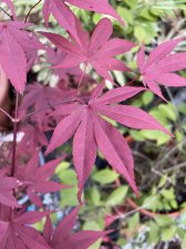 IMG_1966.jpeg
