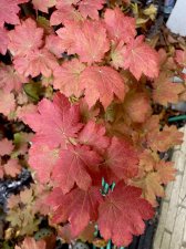 IMG_3887.jpeg