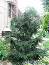 IMG_1232.jpg