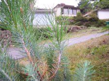 spruce 016.jpg