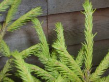 Picea morrisonicola2.jpg