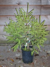 Picea morrisonicola1.jpg