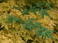 Acer palm. 'Waka Momiji'2(E11).jpg