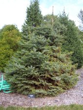Picea jez. 'yatsubusa'.JPG