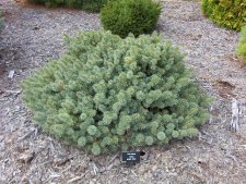 Picea pungens 'Benno'.JPG