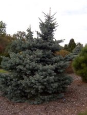 Picea pungens 'Cedar Ridge Flat Top'.JPG