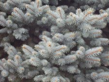 Picea pungens 'Cedar Ridge Flat Top' (foliage).JPG