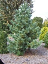 Pinus koraiensis 'Silveray'.JPG
