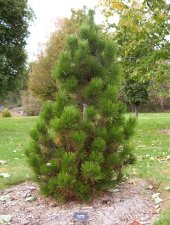 Pinus leucodermis 'Emerald Arrow'.JPG