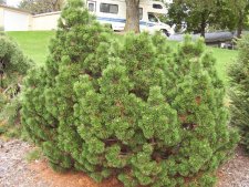 Pinus mugo 'Green Candle'.JPG