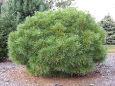 Pinus strobus (Kane).JPG