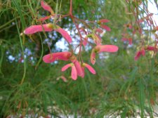 DSCN2384.jpg