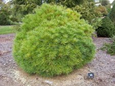 Pinus strobus (Klien).JPG