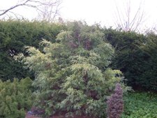 Cham. pisifera 'Lutea'.JPG