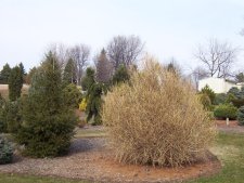 Larix decidua (Himmel Broom).JPG