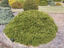 Picea abies 'Pygmaea'.JPG