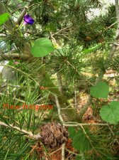 pinus bungeana.jpg