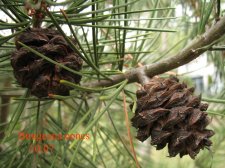 bungeana cones copy.jpg