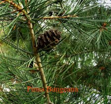 pinus bungeana1.jpg