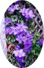 2003 Spring clematis 2a.jpg