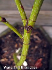branches.jpg