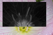 OenetheraMissouriensisFlowerf32.jpg