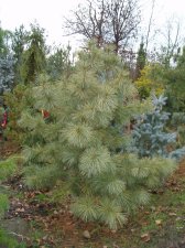 Pinus koraiensis 'Avocadra' Nov 2006.jpg