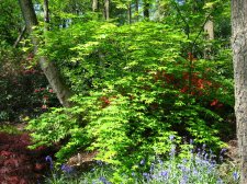 ACER  ICHIGYOJI 05-05-2007 10-57-44.jpg