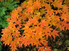 ACER  ICHIGYOJI 29-10-2007 11-51-41.jpg