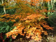ACER  ICHIGYOJI 29-10-2007 11-44-32.jpg